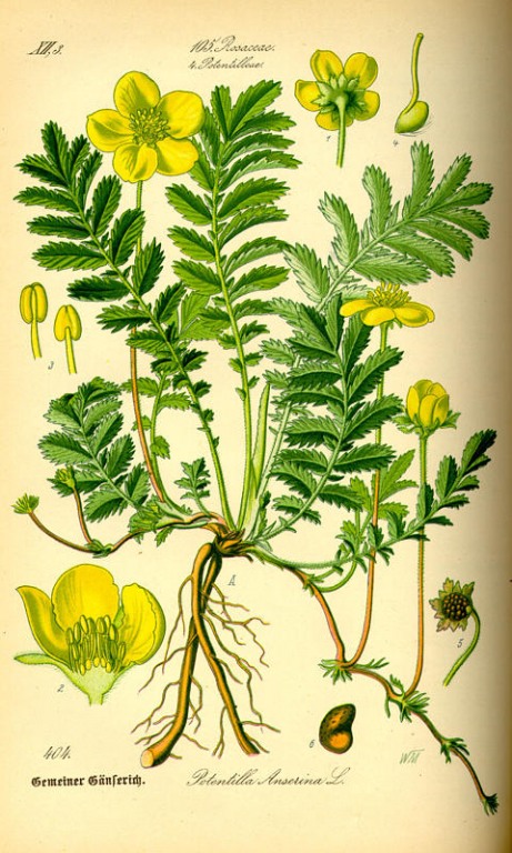 % Gänsefingerkraut Kraut bio